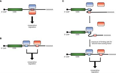 Cooperation of RNA-Binding Proteins – a Focus on Roquin Function in T Cells